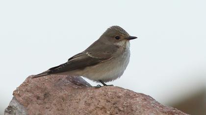 Spotted Flycatcher
