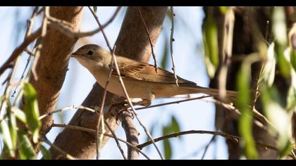 Common Whitethroat