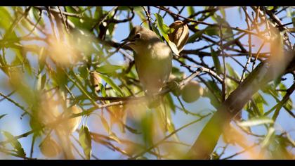 Eurasian Blackcap