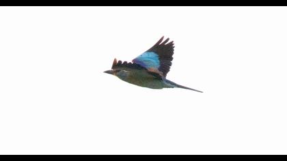 European Roller