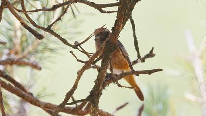 Common Redstart