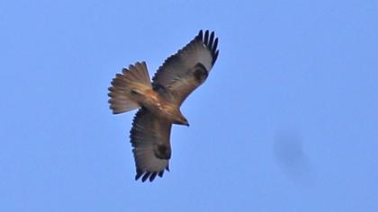 Long-legged Buzzard