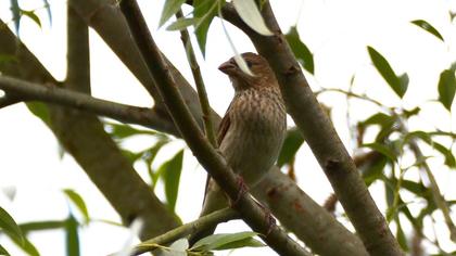 Common Rosefinch