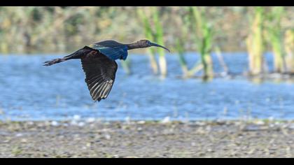 Glossy Ibis