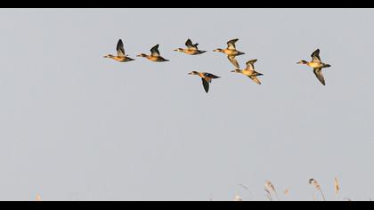 Eurasian Teal
