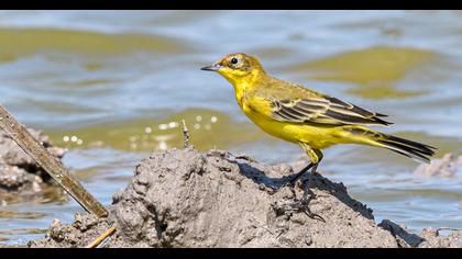 Western Yellow Wagtail