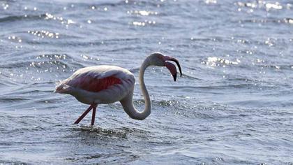 Greater Flamingo