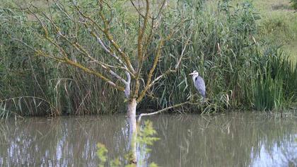 Grey Heron