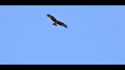 Black Kite