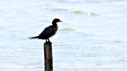 Pygmy Cormorant