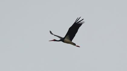 Black Stork
