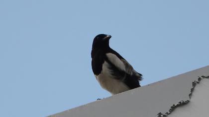 Eurasian Magpie