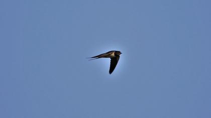 Barn Swallow