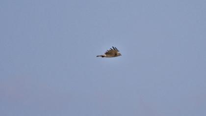 Short-toed Snake Eagle