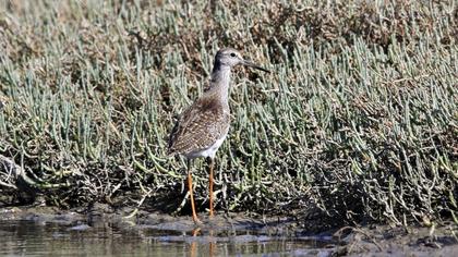 Common Redshank