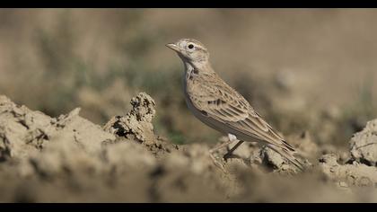 Greater Short-toed Lark