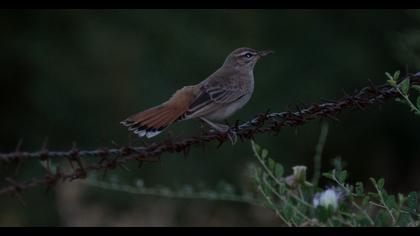 Rufous-tailed Scrub Robin