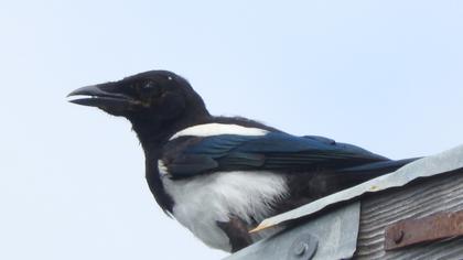 Eurasian Magpie