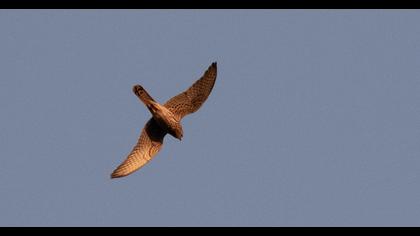 Common Kestrel