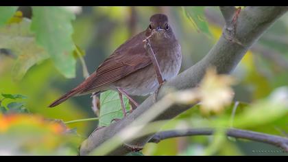 Thrush Nightingale