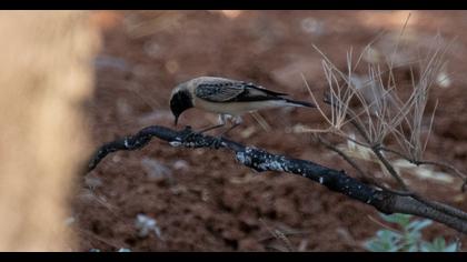 Black-eared Wheatear