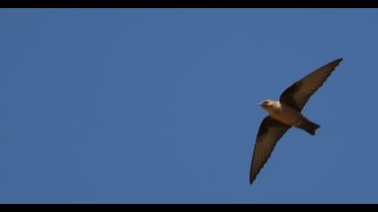 Eurasian Crag Martin