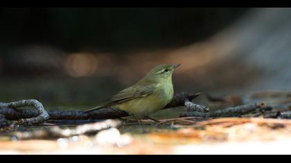 Common Chiffchaff