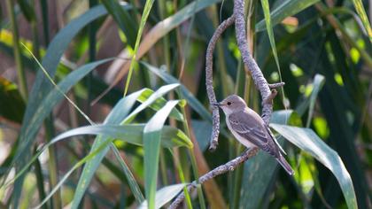 Spotted Flycatcher