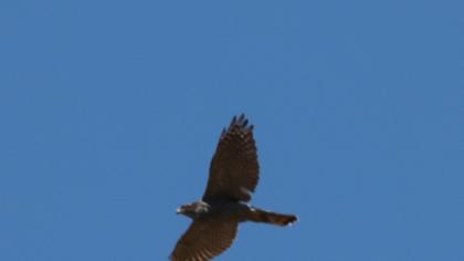 Northern Goshawk