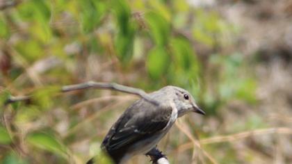 Spotted Flycatcher