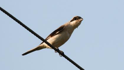 Lesser Grey Shrike