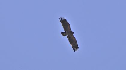 Greater Spotted Eagle