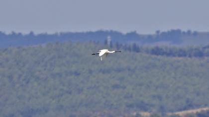 Eurasian Spoonbill