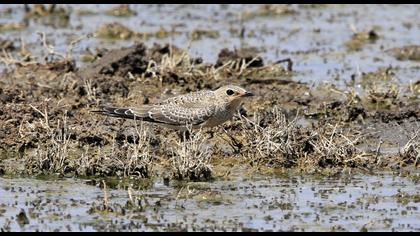 Collared Pratincole