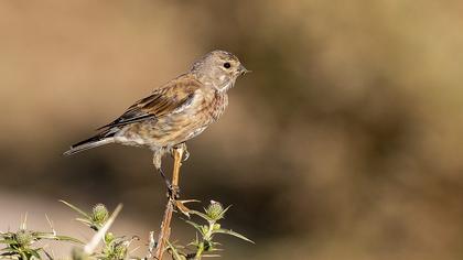 Common Linnet