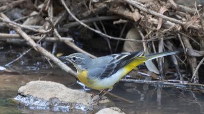 Grey Wagtail