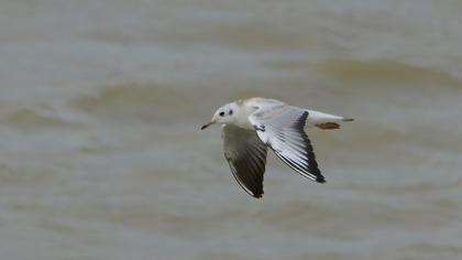 Black-headed Gull