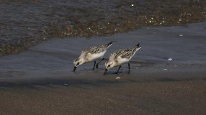 Sanderling