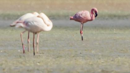 Lesser Flamingo