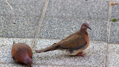 Laughing Dove