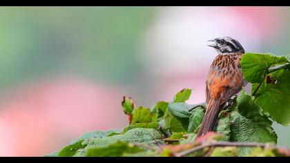 Rock Bunting