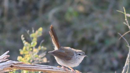 Cetti`s Warbler
