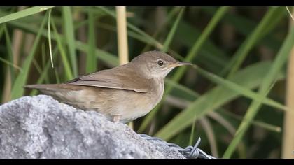 Savi`s Warbler