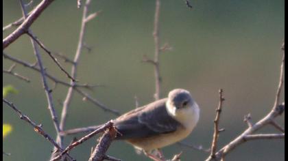 Barred Warbler