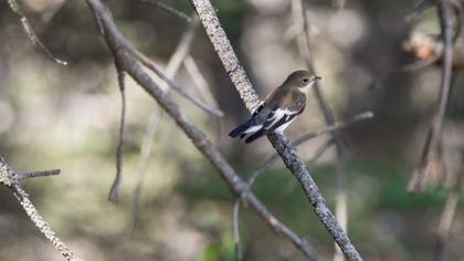 Collared Flycatcher