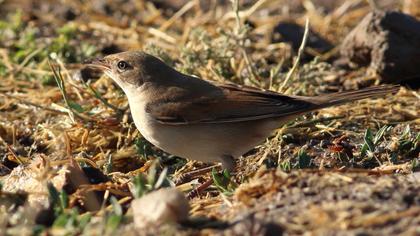 Common Whitethroat