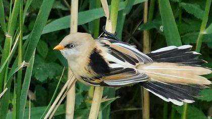 Bearded Reedling