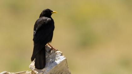 Alpine Chough