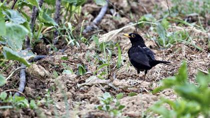 Common Blackbird
