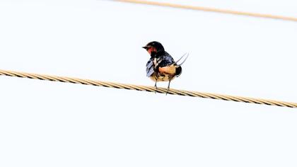 Barn Swallow